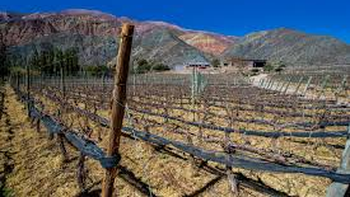La superficie de viñedos cae por sexto año y el mapa vitivinícola global se achica. | LMCipolletti.com La superficie de viñedos cae por sexto año y el mapa vitivinícola global se achica.