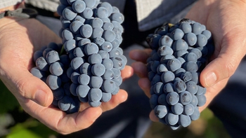 Transformación en Patagonia: cómo un viñedo casi perdido produce vinos premiados mundialmente | LMCipolletti.com Transformación en Patagonia: cómo un viñedo casi perdido produce vinos premiados mundialmente