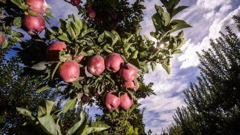 caen sensiblemente las ventas de manzana al mercado interno