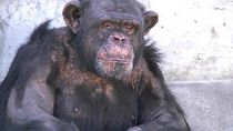 buscan que un chimpance de roca recupere la libertad
