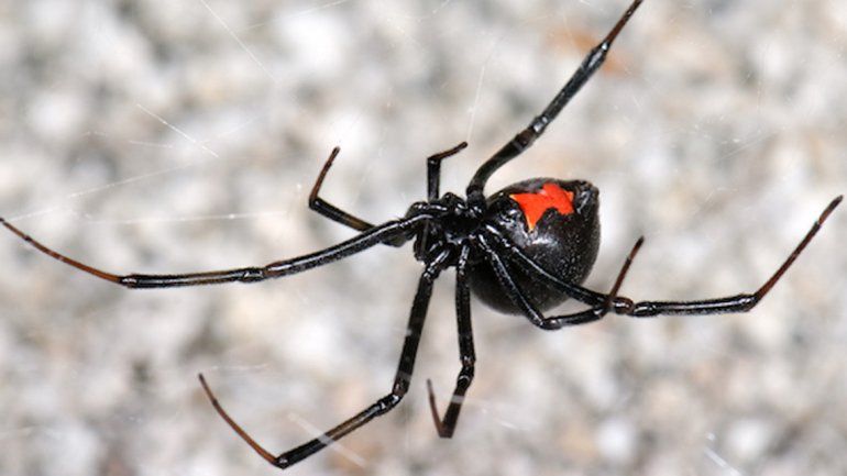 Biólogos buscan arañas para hacer los antisueros en caso de picadura