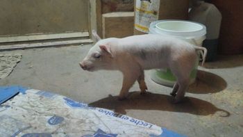 Chanchita