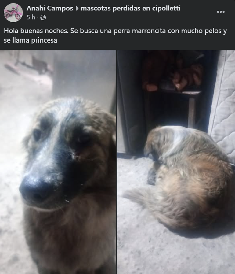 Los grupos de Facebook dedicados a la b&uacute;squeda de mascotas, se colmaron de mensajes y fotos.