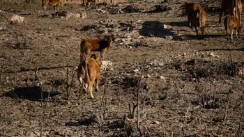 En un contexto de menor faena y demanda internacional firme, el clima aparece como la variable clave para la recuperación del stock bovino argentino. | LMCipolletti.com En un contexto de menor faena y demanda internacional firme, el clima aparece como la variable clave para la recuperación del stock bovino argentino.