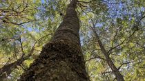 uno de los arboles mas antiguos de la patagonia, en peligro de desaparecer