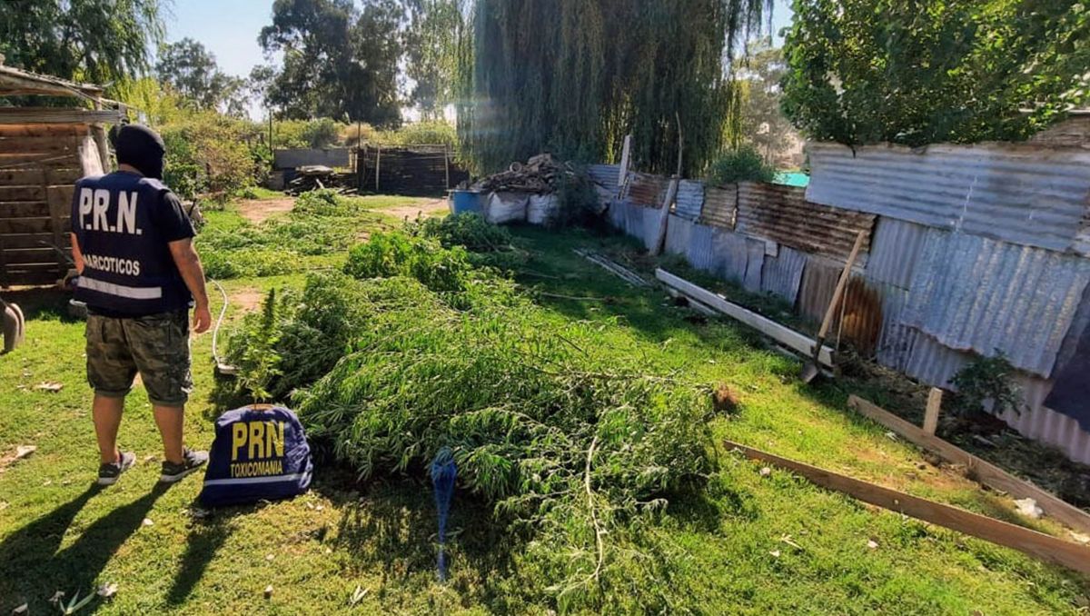 Secuestraron casi 40 plantas de marihuana en múltiples allanamientos