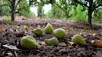 La fruticultura regional, está en un momento muy complicado. Se siguen perdiendo hectáreas en producción. La fruticultura regional, está en un momento muy complicado. Se siguen perdiendo hectáreas en producción.