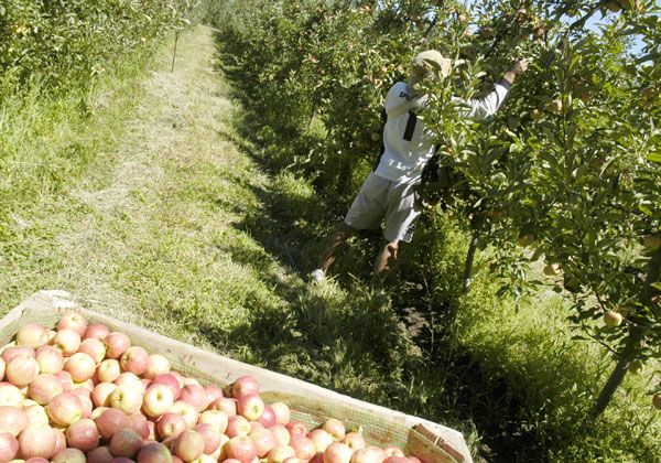 Vencimiento de presentación de contratos frutícolas