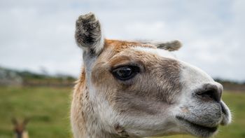 El guanaco, especie abundante en la Patagonia, emerge como alternativa ante la suba de la vacuna. | LMCipolletti.com El guanaco, especie abundante en la Patagonia, emerge como alternativa ante la suba de la vacuna.