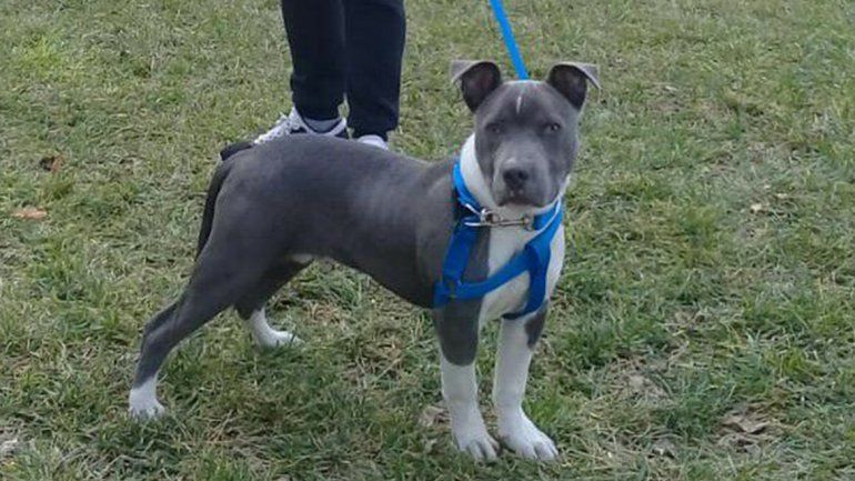 Le robaron su perro y un vecino lo compró por las redes sociales para devolvérselo