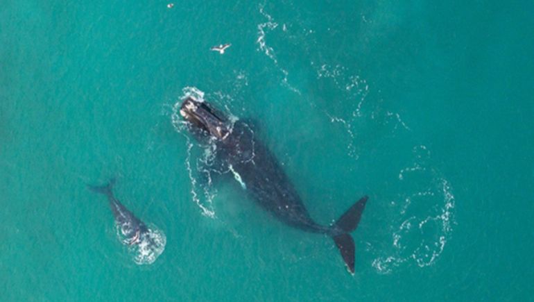 El relevamiento aéreo en la zona de Puerto Madryn y Península Valdés permite contabilizar ballenas solitarias y madres con sus crías. 
