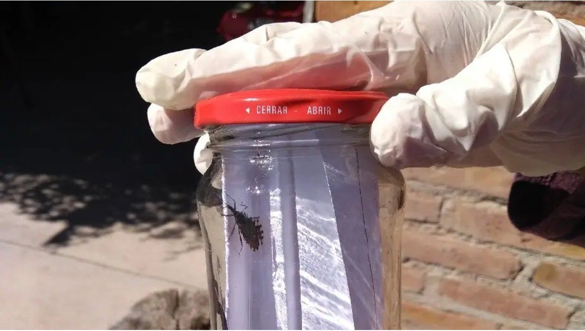 Las vinchucas se distribuyen en una amplia zona de Río Negro, principalmente en los valles.