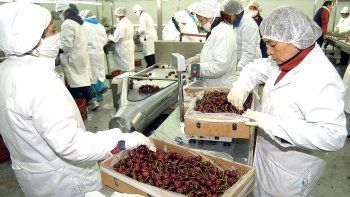 Una falla de en el servicio de internet puede detener el proceso de exportación de frutas. Una falla de en el servicio de internet puede detener el proceso de exportación de frutas.