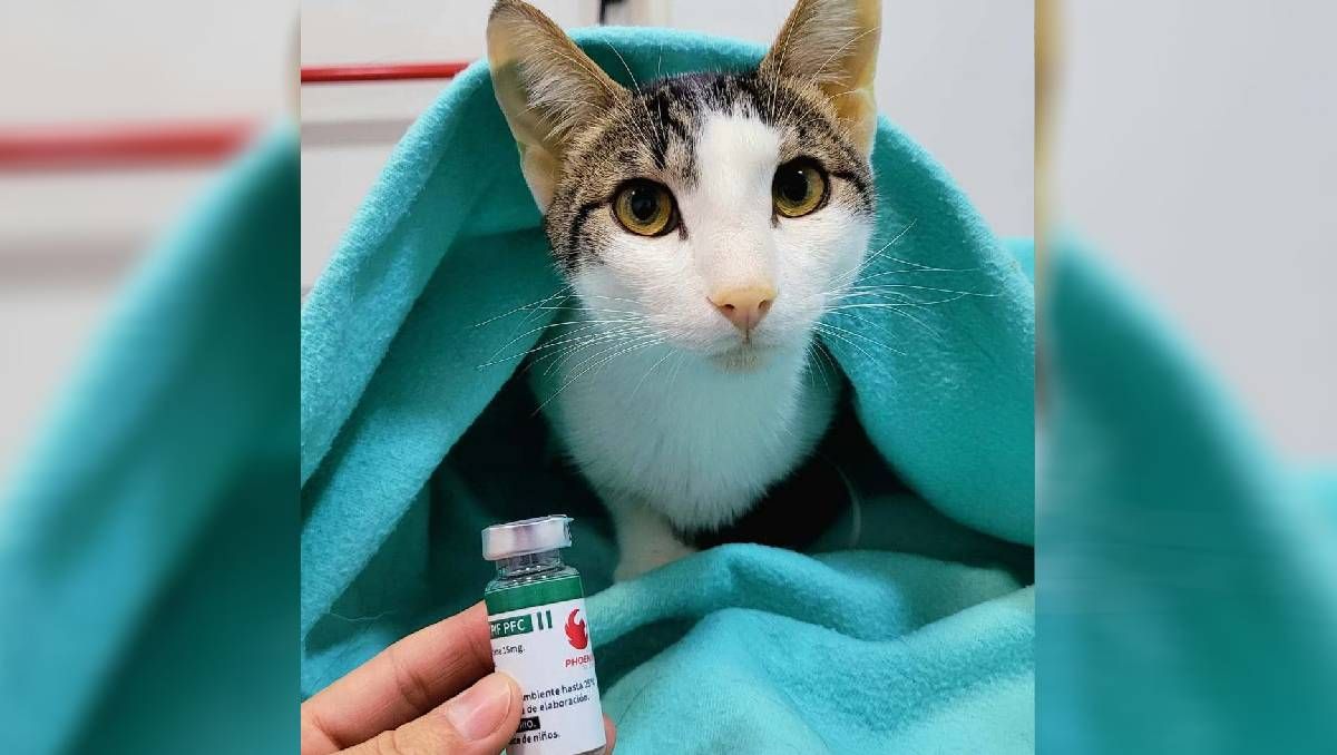 Coronavirus felino en Cipolletti: todo lo que hay que saber