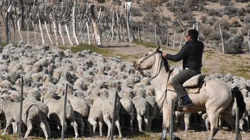 La Patagonia perdió el 75% de sus ovejas en 50 años; expertos alertan por la crisis del sector. | LMCipolletti.com La Patagonia perdió el 75% de sus ovejas en 50 años; expertos alertan por la crisis del sector.