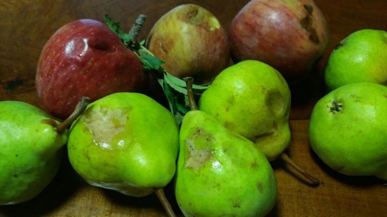 El granizo caído dejó serios daños en peras y manzanas