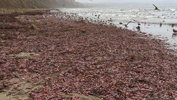 sorpresa en california por una invasion del pez pene