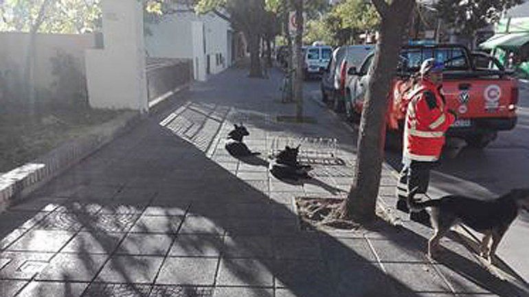 Cinco perros atacaron a un hombre en la puerta de la Municipalidad