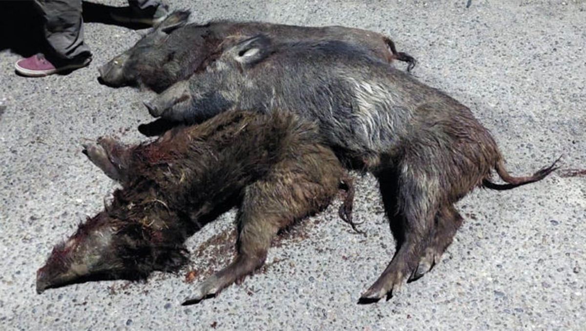 Controles: decomisaron tres jabalíes faenados