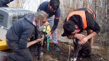 El allanamiento por maltrato animal tuvo lugar en una vivienda de la calle Venezuela de Cipolletti.&nbsp;