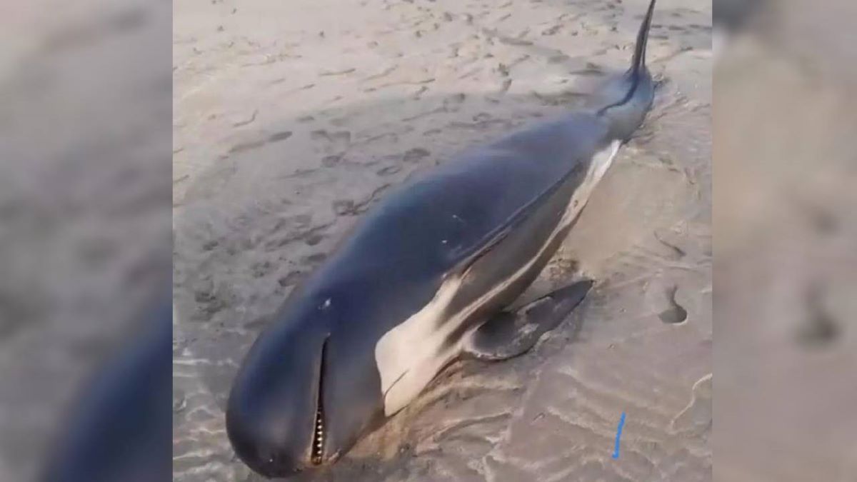 El particular animal apareció muerto en Playas Doradas, el balneario cercano a Sierra Grande. El ejemplar fue trasladado a San Antonio para que lo estudien biólogos de la Facultad de Ciencias Marinas.