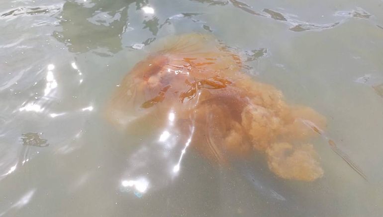 Ejemplares de menor tamaño que las del año pasado (foto) se registraron días atrás en Las Grutas.