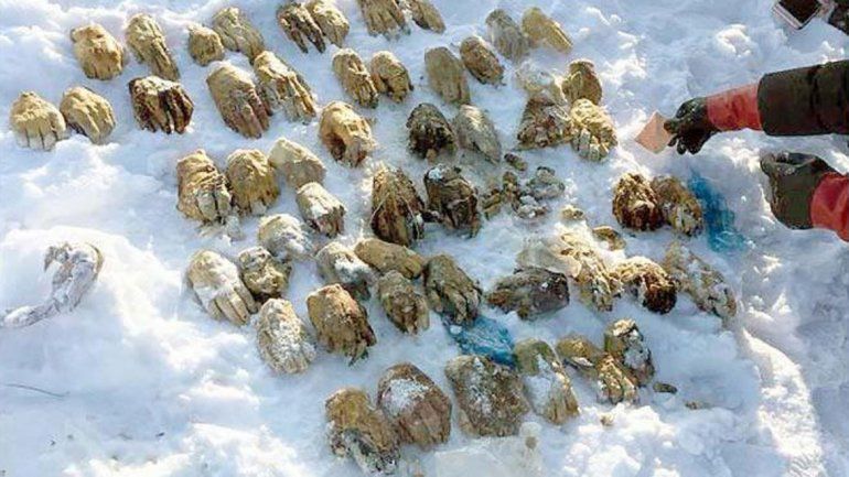 Macabro: encuentran 27 pares de manos en un río congelado en Rusia