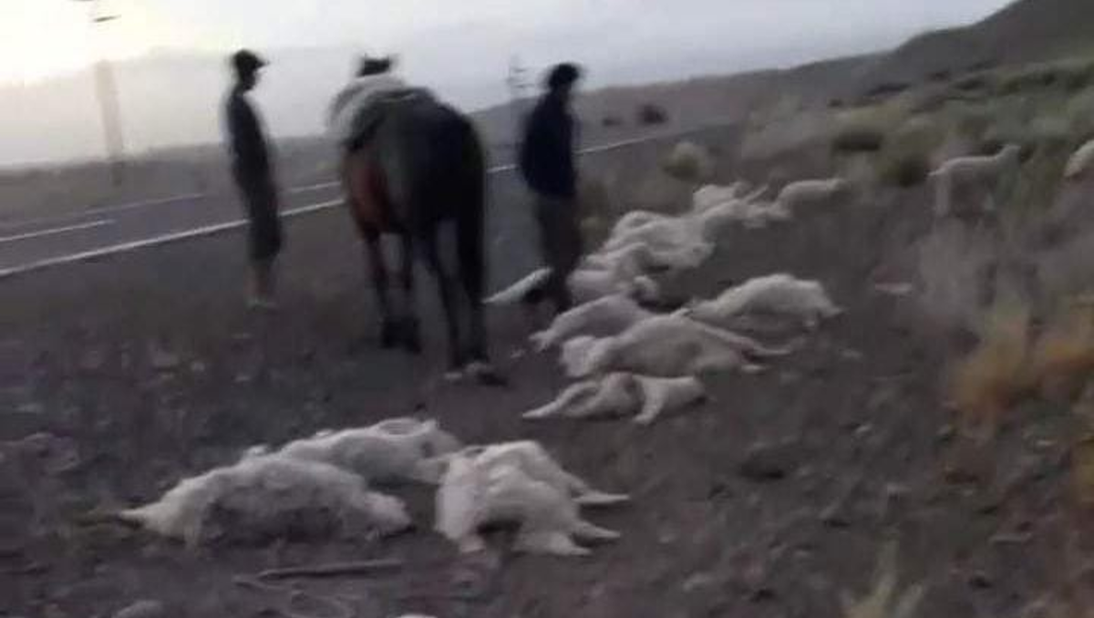 Así fue el violento cruce de crianceros y policías tras muerte de chivas
