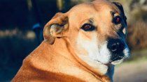 la perrera de oro celebra nueva adopcion y sigue en carrera por el cierre
