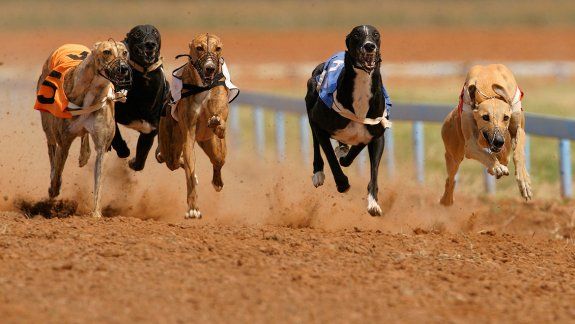 La Policía logró frustrar una carrera de galgos en Neuquén