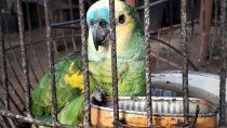 tenia aves silvestres en cautiverio y donara mil pesos para no ir a juicio
