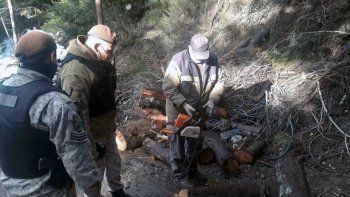 secuestran motosierras y especies nativas taladas secuestran motosierras y especies nativas taladas