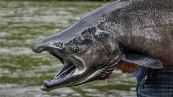 El Rey del Mar, salmón Chinook, invade la Patagonia. Alerta: amenaza el frágil equilibrio de ríos como el Limay.