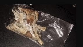 Hongos alucinégenos, drogas sintéticas y marihuana secuestraron en la fiesta electrónica que se realizó en Cipolletti.&nbsp;