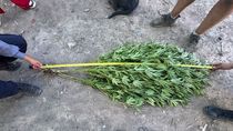 La Policía de Cipolletti buscaba armas y balas, y encontraron una plantación de plantas de marihuana. Fue en el barrio 2 de Agosto.&nbsp;