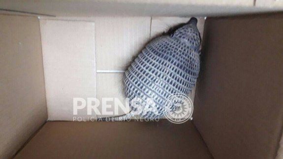 los detuvieron con un piche en la mochila y dos choiques faenados