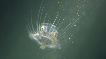 La medusa asiática compite directamente por el alimento con las larvas de peces nativos.