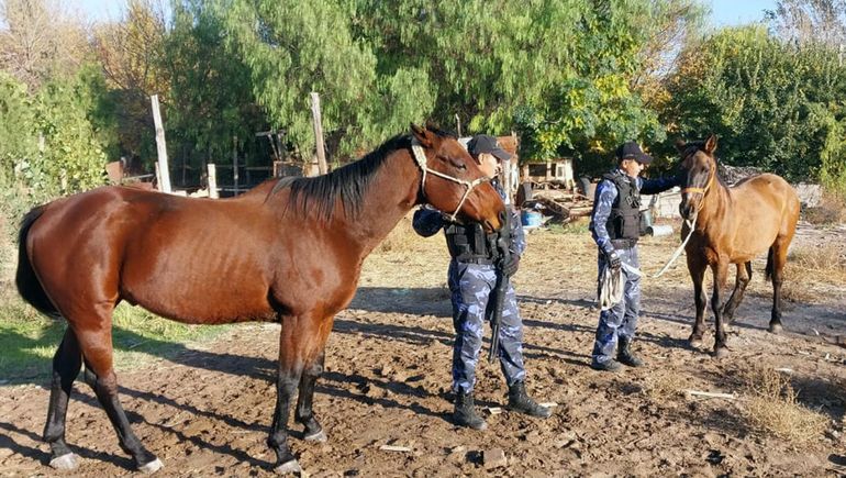 Tras intensa búsqueda, la Policía recuperó dos caballos robados