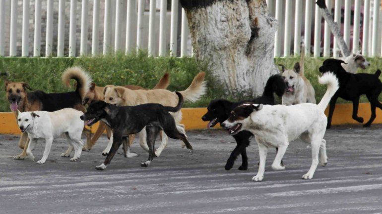 Pánico en la ciudad: continúan apareciendo perros envenenados en las plazas de los barrios