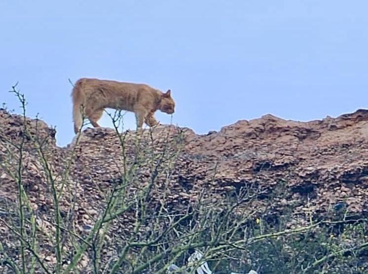 Uno de los pumas que fue filmado por vecinos en el barrio Nueva España. Los buscan en la noche para atraparlo.