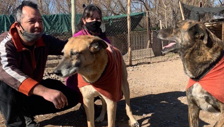 Caballito, Tigre y la historia de dos amigos inseparables que hallaron un hogar juntos