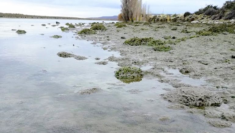 Investigan avance del alga invasora que amenaza a la región