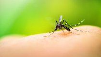 un municipio de la provincia quedo en alerta por la presencia del mosquito transmisor del dengue