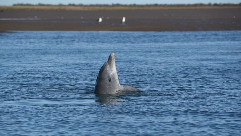 Fundación Cethus, la Universidad Nacional del Comahue y Fundación Por el Mar estudian cómo conservar al delfín nariz de botella.