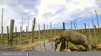 Cámaras trampa registraron que los guanacos ocupan los bebederos casi cuatro horas por día. | LMCipolletti.com Cámaras trampa registraron que los guanacos ocupan los bebederos casi cuatro horas por día.