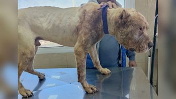 encontraron a un perro con un bozal de puas en la barda