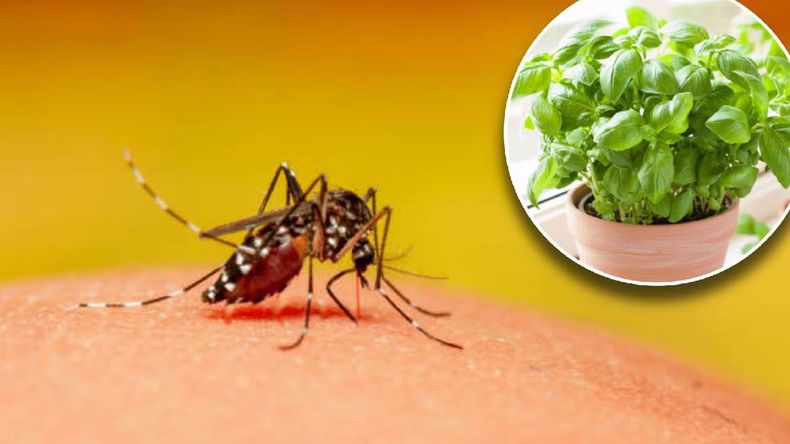 La platnat es una opción que ahuyenta mosquitos y a la vez decora interiores y balcones durante el verano. | LMCipolletti.com La platnat es una opción que ahuyenta mosquitos y a la vez decora interiores y balcones durante el verano.