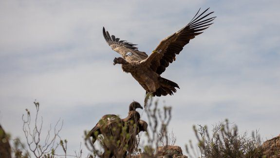 Liberaron con éxito a siete crías de cóndores en Río Negro