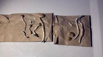 Los hongos alucinógenos secuestrados en la fiesta que se realizaba en Cipolletti. 