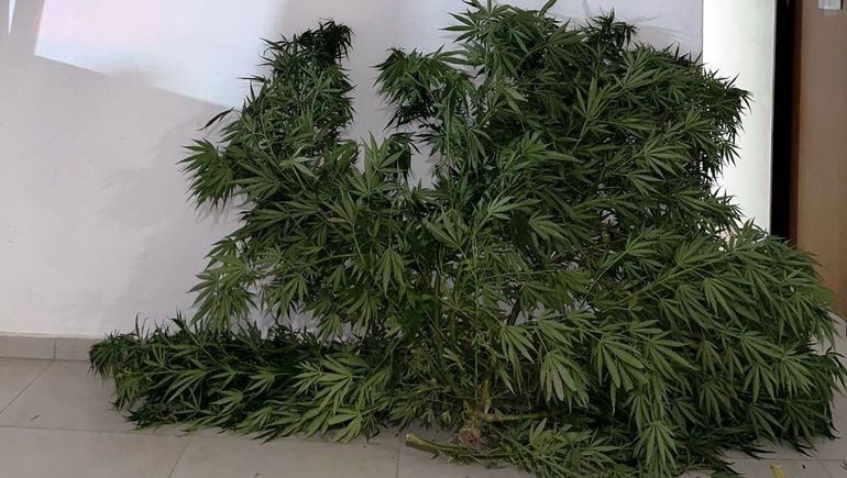 La planta fue secuestrada en una casa de Roca. La policía recibió el dato que el vegetal crecía en el patio.&nbsp;